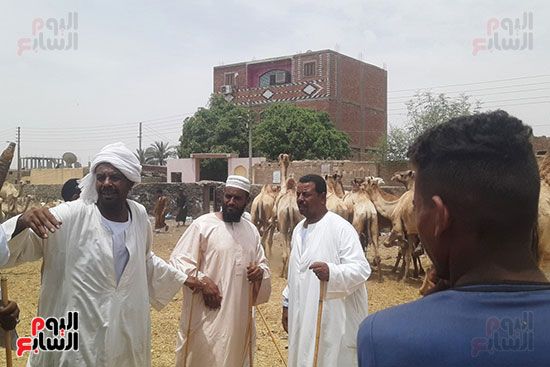 الجمال-السودانية-للتعرف-علي-كيفية-عقد-مزادات-الجمال الجمال-السودانية-للتعرف-علي-كيفية-عقد-مزادات-الجمال