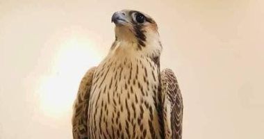 الصقور النادرة في ليبيا الصقور النادرة في ليبيا