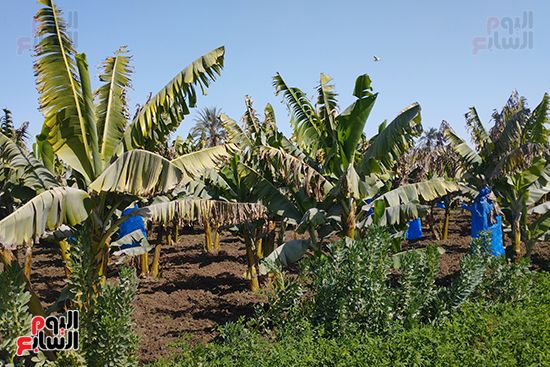 محصول-الموز-قبل-الحصاد-بالمنيا-(1)