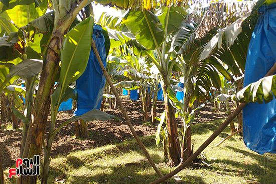 محصول-الموز-قبل-الحصاد-بالمنيا-(4)