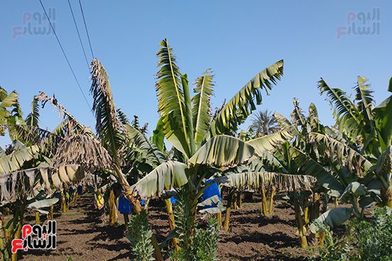 محصول-الموز-قبل-الحصاد-بالمنيا-(8)