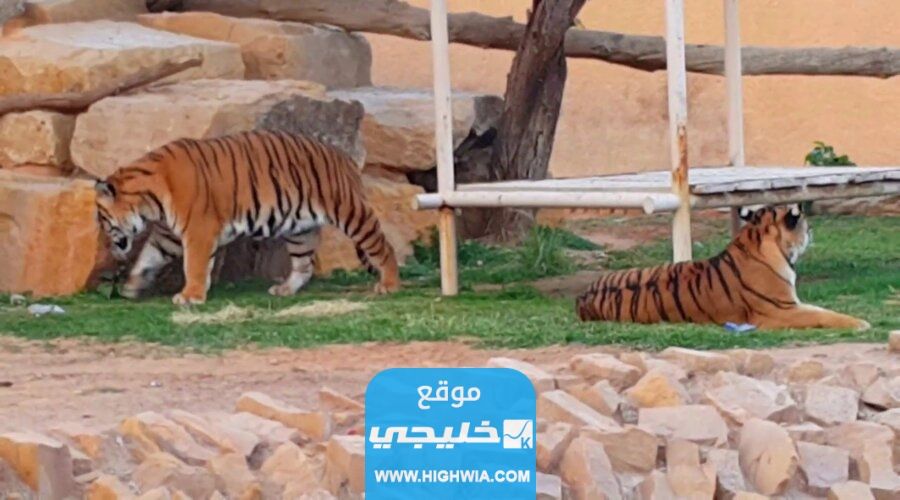 طريقة حجز تذاكر حديقة الحيوان الرياض زوو