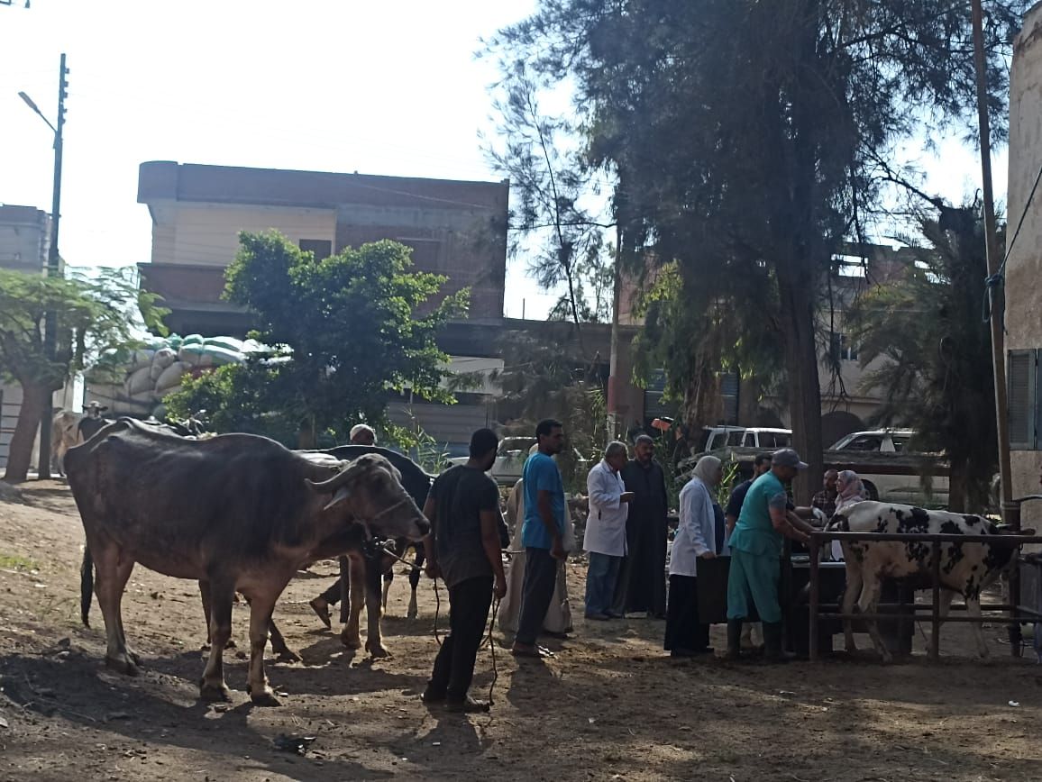 جانب من القافلة البيطرية بكفر الشيخ جانب من القافلة البيطرية بكفر الشيخ
