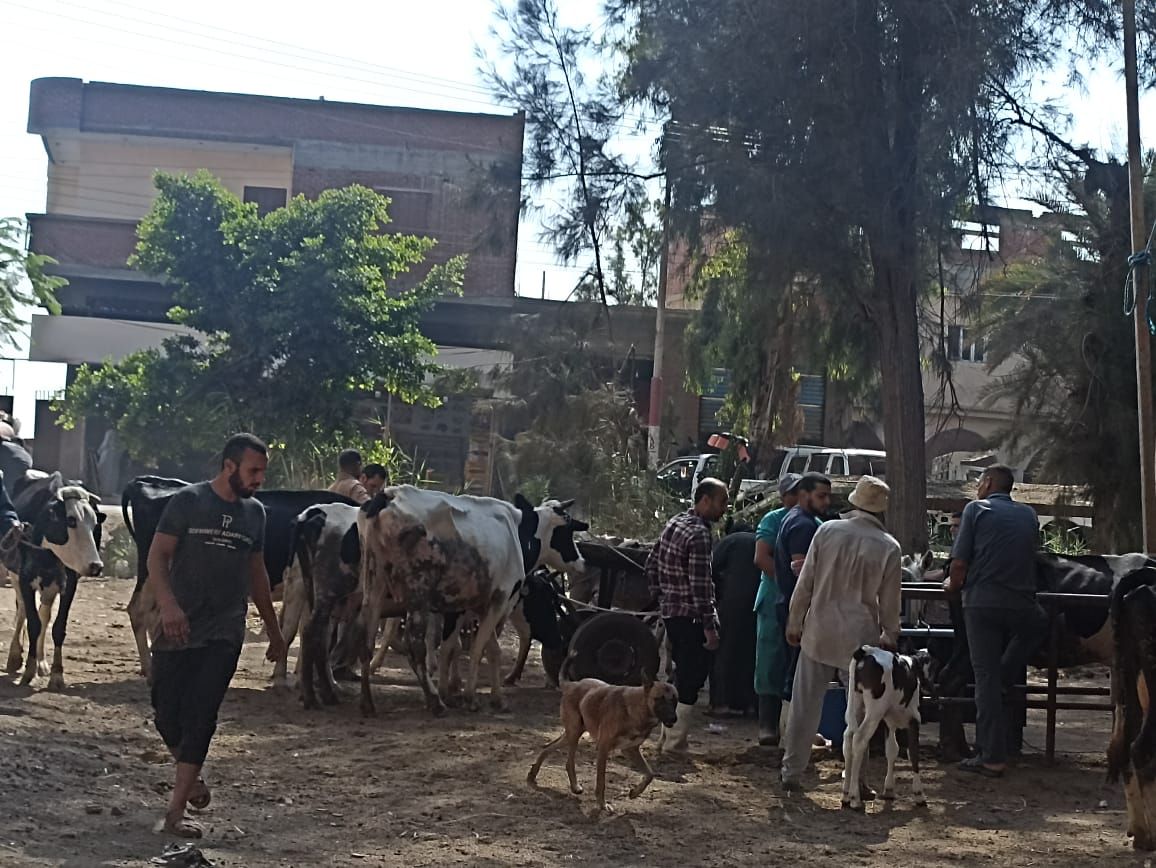 قافلة بيطرية بقرية العجوزين قافلة بيطرية بقرية العجوزين