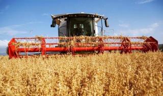 مع بداية موسم الحصاد| استمرار الانخفاض في أسعار تصدير القمح الروسي بعد تمديد اتفاق الحبوب
