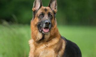 كلب ضال يعقر 10 أشخاص في الجيزة (تفاصيل)