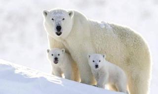 حياة الدببة القطبية مهددة بالانقراض لهذا السبب