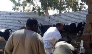 بيطرى الأقصر تعلن تحصين 46 ألفا و500 رأس ماشية ضد الحمى القلاعية والوادى المتصدع