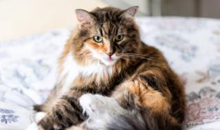 تفسير حلم قط يقرأ القران في المنام