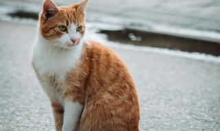 تفسير حلم الميت يعطي قطة في المنام