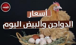أسعار الدواجن والبيض اليوم الأربعاء 11 أكتوبر 2023
