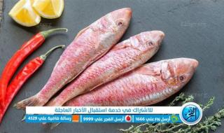 البربون بـ80 جنيها.. أسعار السمك والجمبري اليوم بأسواق العبور الأربعاء 29 نوفمبر للمستهلك