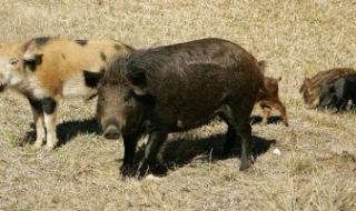 إسرائيل تدرس استخدام الخنازير فى حربها فى غزة