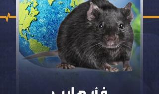 هروب فأر يحمل فيروسا قاتلا من معمل في #الصين #منصة_أكثر #صحة