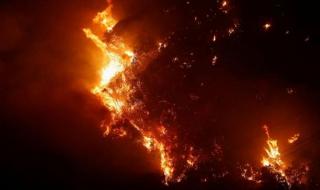 تشيلي.. حرائق الغابات تقتل 19 شخصًا على الأقل