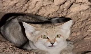 لأول مرة رصد القط الرملي في محمية الوعول .. صورة