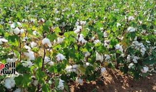 زراعة 42 ألف فدان قطن بمحافظة الشرقية