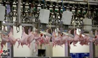 شعبة الدواجن تكشف تطورات سعر الفراخ والبيض اليوم الأربعاء 1-1-2025