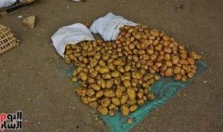 سعر البطاطس اليوم الأربعاء 8-1-2025 فى منافذ وزارة التموين