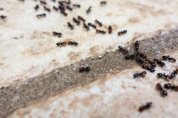 حيل فعالة لحماية طعامك من النمل والحشرات