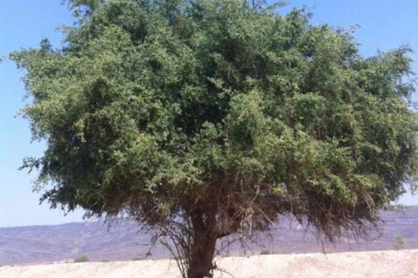 أكاديميان يكتشفان مركبين جديدين من ورق #السدر يعملان ضد خلايا بعض أنواع #السرطان
