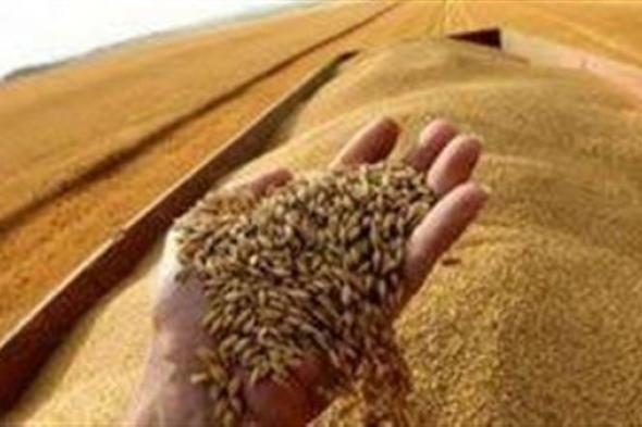 السلع التموينية تشتري 60 ألف طن من القمح الرومانى