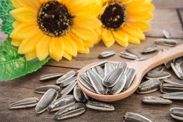لاتغفل عنها.. فوائد زيت دوار الشمس لصحة الجسم