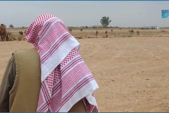 أيقونة للنحت والحج وتأسيس السعودية.. إبحار في حياة الإبل وأسرارها واحتفاءً بعامها. #عام_الإبل_2024