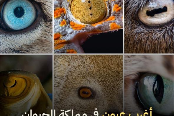 أغرب عيون في مملكة الحيوان.. كائنات ترى عالمًا لا يمكننا حتى تخيله