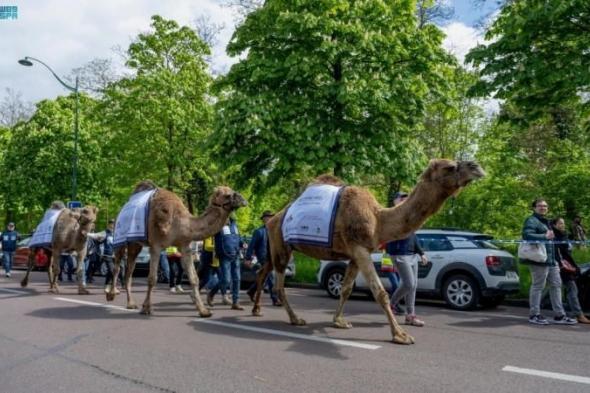 رمز ثقافي ارتبط بالمجتمع السعودي.. المملكة تشارك بمسيرة الإبل في باريس