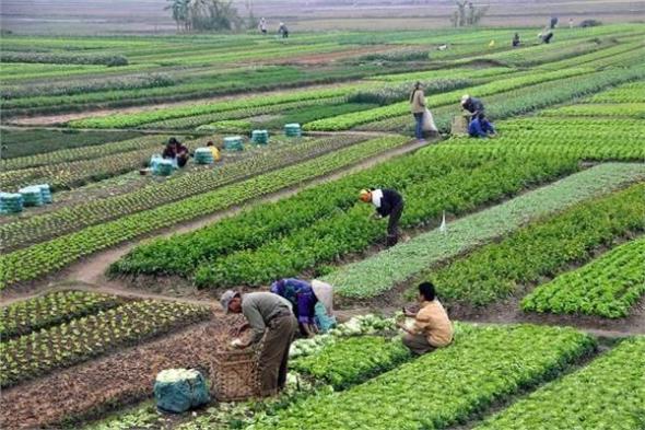 انخفاض يصل لـ 1510 جنيهات في أسعار الأسمدة بالأسواقالأربعاء 13/نوفمبر/2024 - 09:55 م
أسعار الأسمدة في الأسواق وتستعرض «فيتو» أسعار الأسمدة في الأسواق، وأبرز التحركات في سعر الأسمدة، وتشمل سعر النترات واليوريا العادي والمخصوص، وفقًا للبوابة الحكومية، في السطور الآتية:
