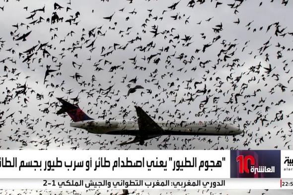سرب طيور قاتل.. لماذا لم ينجح الهبوط الاضطراري للطائرة الأذربيجانية؟